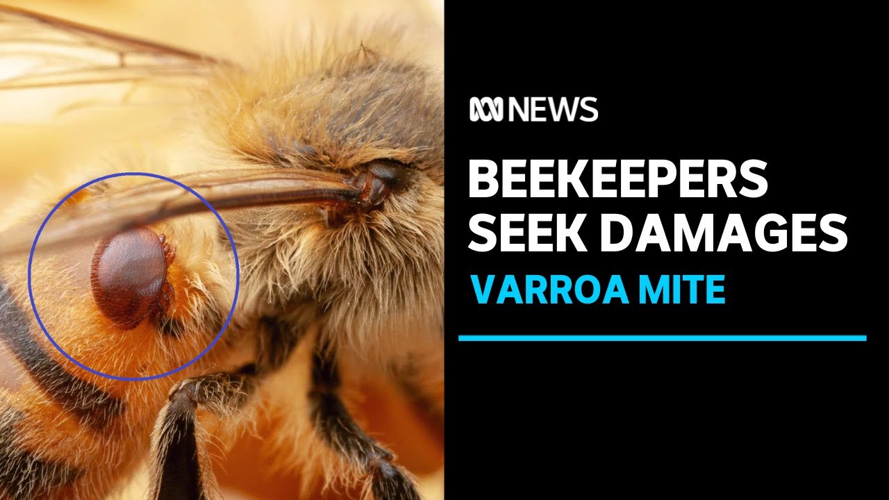 Beekeepers seek millions in damages over hives destroyed by varroa mite