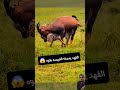 شاهد وقوع الغزال في قبضة الفهد اكسبلور ضحك البخل الجيلي Animals حيوانات 