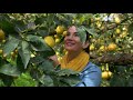 Sorrento Lemon Farm Experience - La Masseria Farm 🍋