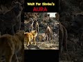 Simba Aura 999999999 Trending Viralshort Raistar Mufasa Lionking Scar Runekingff Riotff