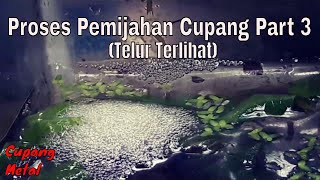 Cara Mengawinkan Ikan Cupang Ikan Di Aquarium Part 3 (Ikan Cupang Bertelur) Cara Mengawinkan Ikan Cupang Ikan Di Aquarium Part 3 (Ikan Cupang Bertelur)