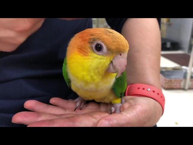シロハラインコ 2021年3月生 Youtube シロハラインコ 2021年3月生 Youtube