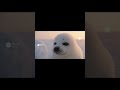 Seal Face-アザラシの顔-#animation #アザラシ #seal