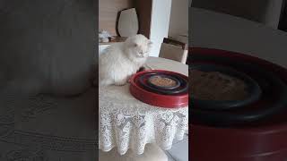 #animais #petsfofinhos #youtubeshorts #pets #gatos