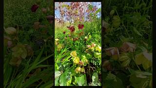 הלבורוס מזרחי 🌸 Helleborus orientalis ☘️ Jerusalem Botanical Gardens‏