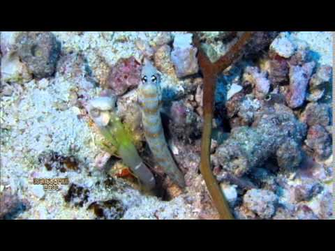 ოკეანის ახლად აღმოჩენილი ბინადრები