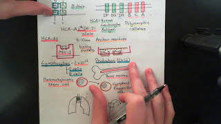 The Immune System Part 14