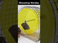 This Exercise Wheel Mouse Trap Is Genius.  Mousetrap Monday