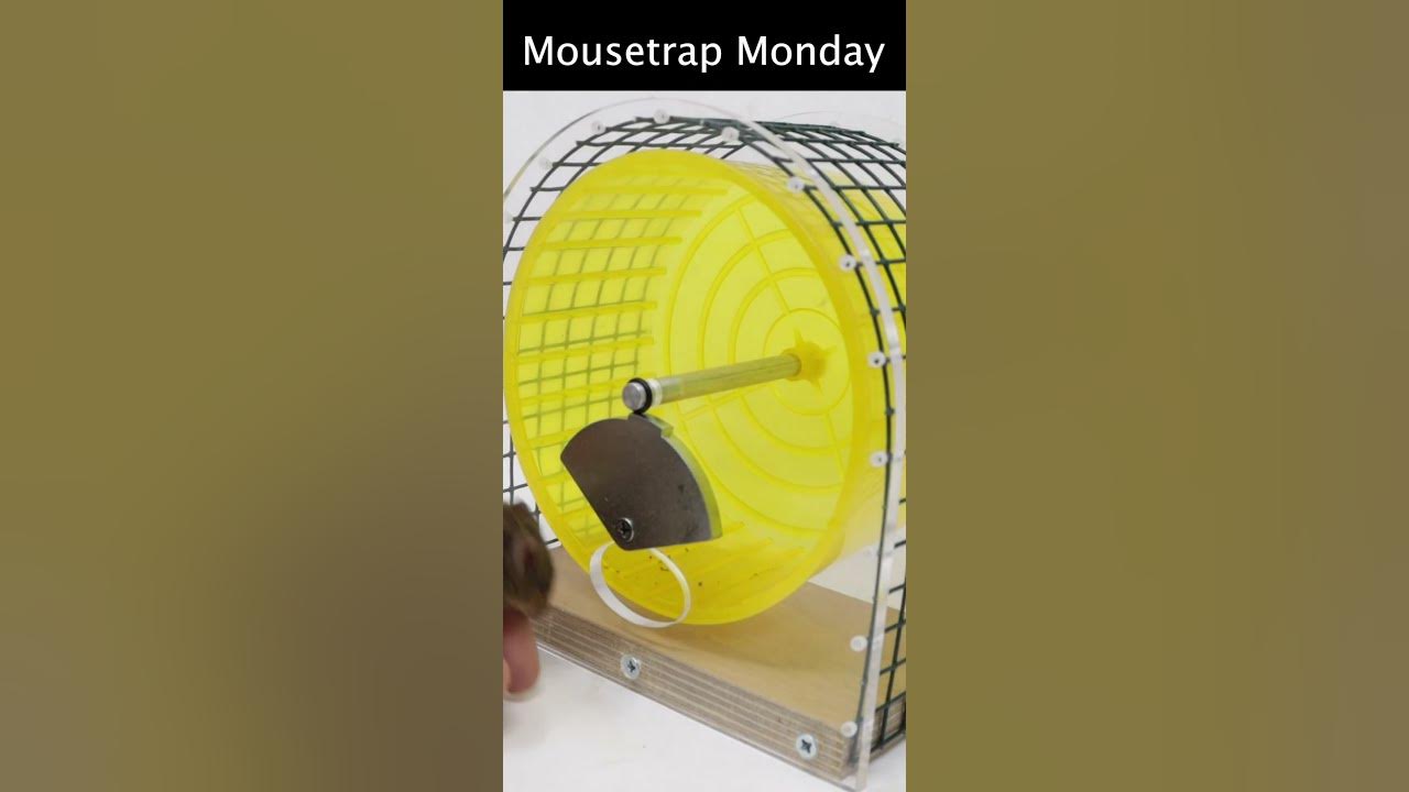 Athletic Mice Try To Avoid Getting Caught In This Simple Mouse Trap.  Mousetrap Monday 