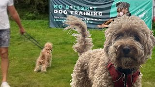 Lead Walking And Dog Reactive (Phoebe) by Southend Dog Training 3,921 views 6 months ago 25 minutes