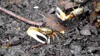 Florida Mangrove Environment - Crabs And Shoreline Wildlife