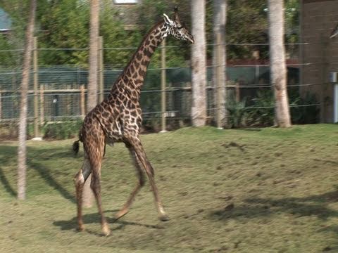 Giraffes Jog - in the African Forest at the Houston Zoo