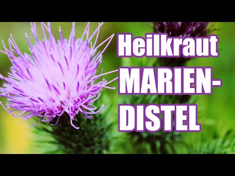 MARIENDISTEL - Wirkung (Entgiftung, Leber, Galle, Darm, Haut), Studien & Erfahrungen