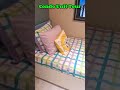 Condo unit tour for 2 bedroom with Balcony