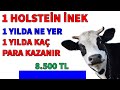 1 HOLSTEİN İNEK 1 YILDA NE YER , 1 YILDA KAÇ PARA KAZANDIRIR #süthayvancılığı #parakazanma #inek