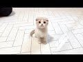【ご報告】新しい家族をお迎えに行きました。