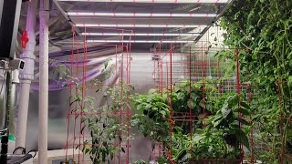 Medic Grow LED Grow Light, Fold-6 Testing and Hanging - Discount Code in Description