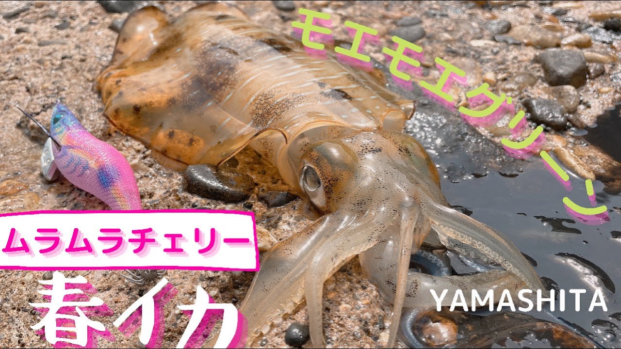 エギ王】2つのエギで今までイカが釣れないのが嘘かのようにつれて