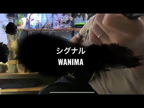 シグナル　WANIMA ワニマ　(cover) 弾き語り　歌詞付き　植物