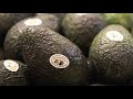 California Avocados – History, Growers and Culture