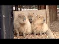 カピバラ　優柔不断　大宮公園小動物園 の動画、YouTube動画。