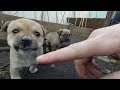 Little puppies meet me