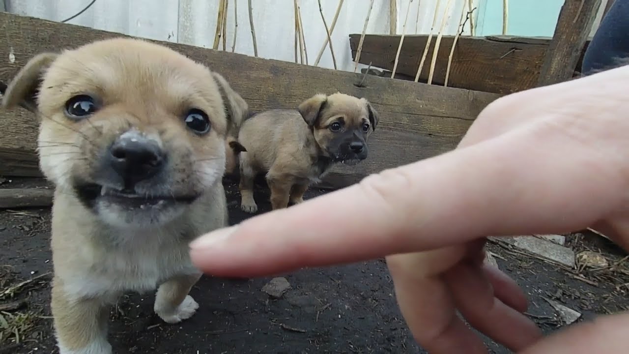 little little puppies