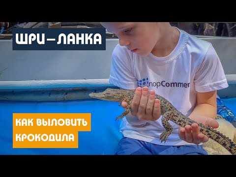 Видео: ШРИ-ЛАНКА/ ПОЙМАЛИ КРОКОДИЛА / СКОЛЬКО ПОЛУЧАЮТ МЕСТНЫЕ