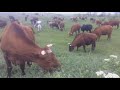 Ethic Organic Farm - Calves Cows &amp; Bulls :) Yogamilk