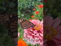 House of Butterfly - Please like and subscribe i need 1k likes and 2k subscribers