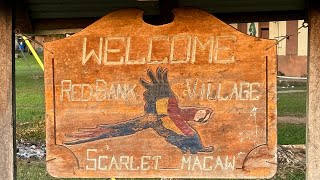 Scarlet Macaws Red Bank Village Belize