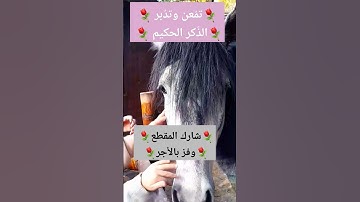 #القرآن الكريم #عبدالرحمن_مسعد #explore #راحة_نفسية #horse #ترند #trend #fyp