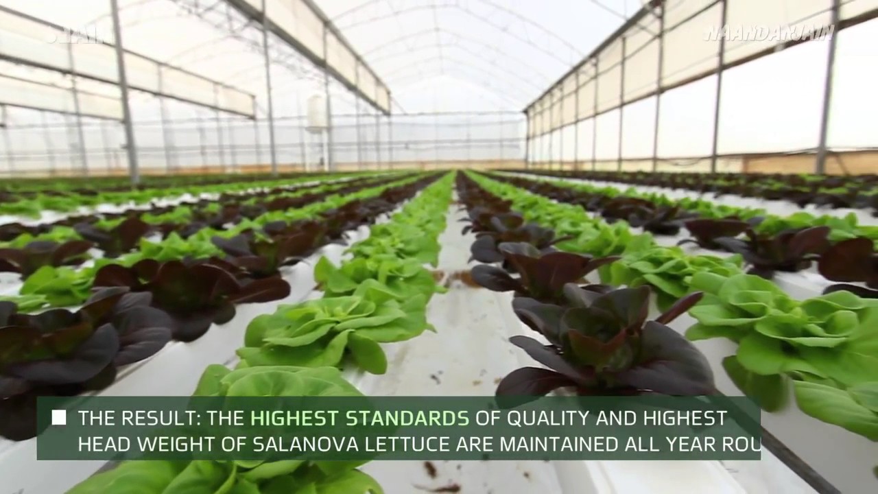 Climate Control in Greenhouses YouTube