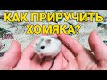 Как приручить хомяка к рукам | Джунгарский хомяк - приручение