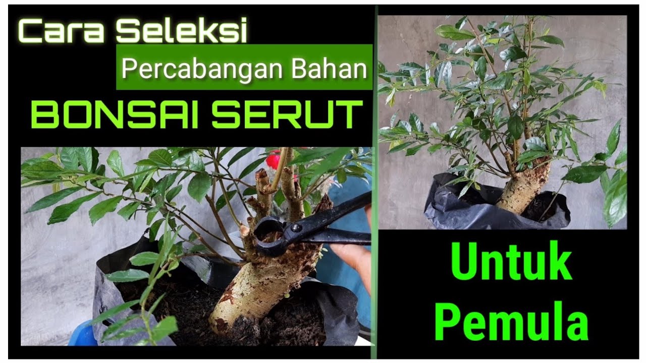 Streblus Asper Bonsai Kebun Semarang
