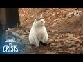 Cat Never Believes Her Owner Abandoned Her, Still Waiting In The Mountain | Animal in Crisis EP145