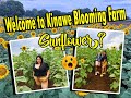 TOTOONG SUN FLOWER BA? KONTING MONTAGE MUNA