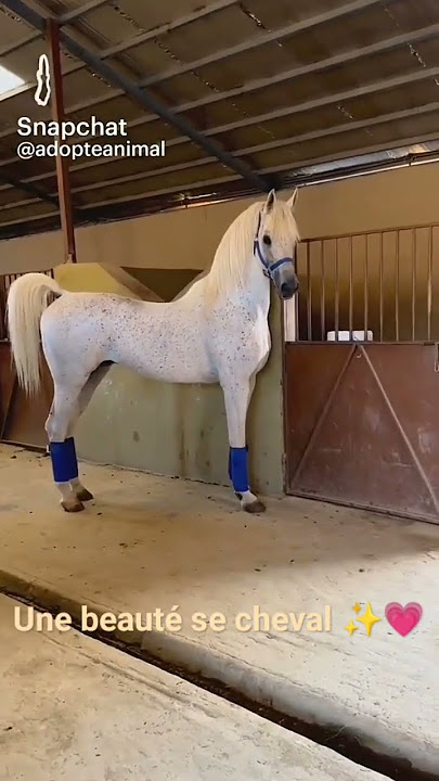#cheval #magnifique