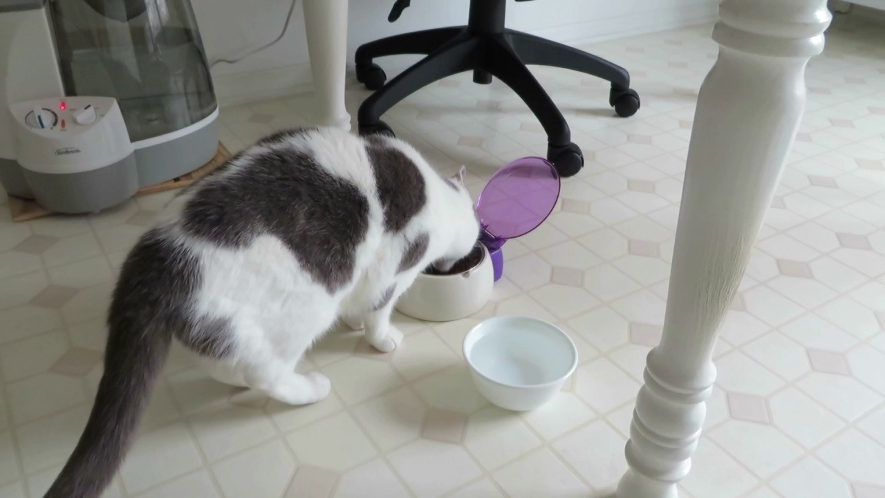 Abby's Automatic Food Bowl YouTube