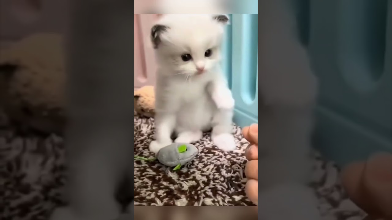 Cute angry kitten 😸😸