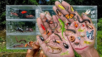 I searched for insects in the garden I got Assassin Bug, Cricket, Cockroach, Grasshopper, Dragonfly