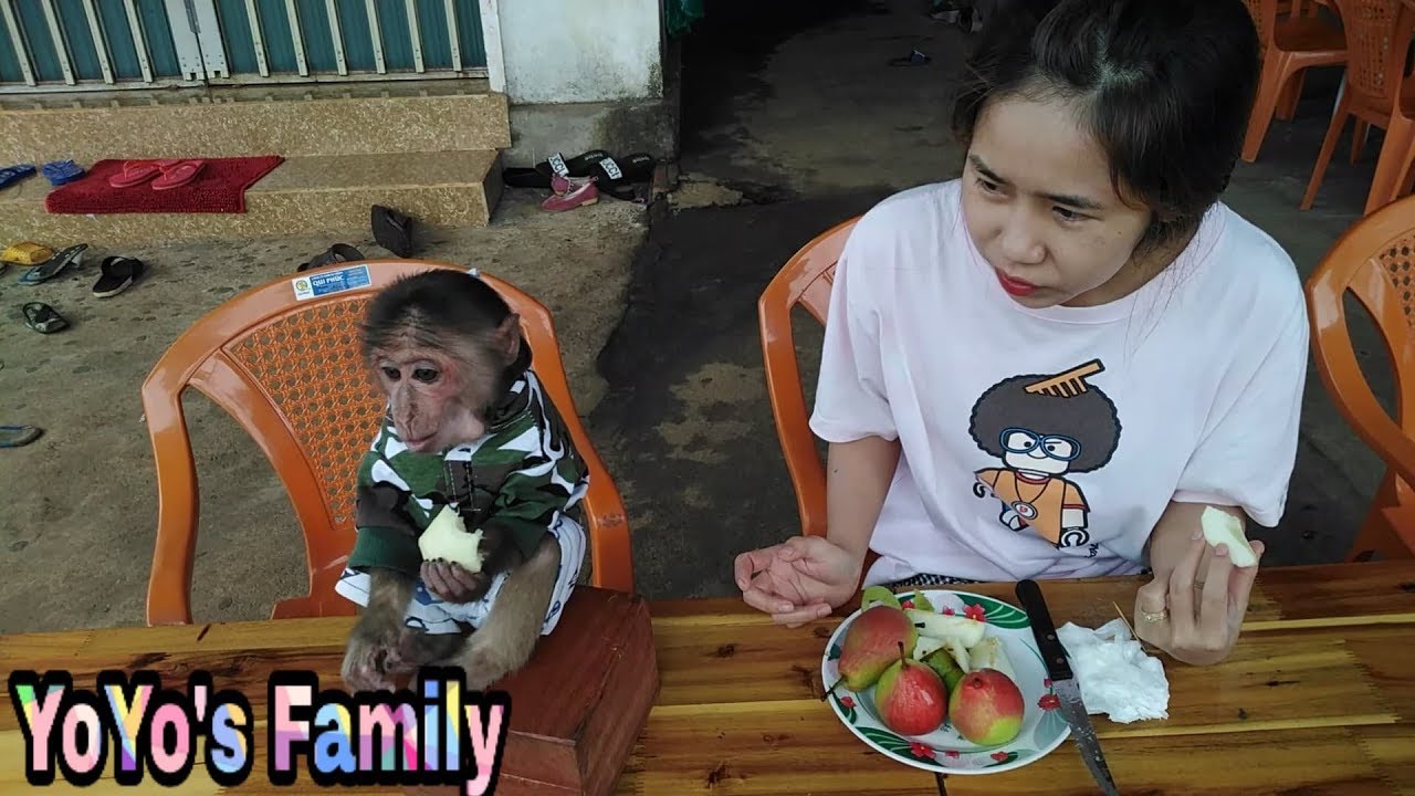 Mom gave monkey YoYo pears |Family yoyo's|