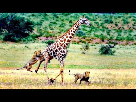 লম্বা জিরাফ |  Giraffe Facts: Lion Video National Geographic - Lion Kills Giraffe, Lion Vs Giraffe