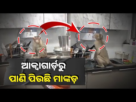 ବେଙ୍ଗାଲୁରରେ ଜଳ ସଙ୍କଟ, ପାଣି ପାଇଁ ସଂଘର୍ଷ କରୁଛନ୍ତି ଜୀବଜନ୍ତୁ