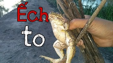 Cắm câu ếch mùa nước nổi. Ếch ngồi trên bờ đê khi lũ về //catch the frog