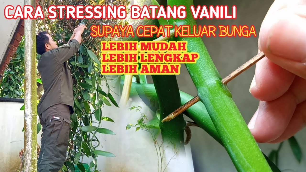Cara stressing batang vanili | supaya cepat keluar bunga