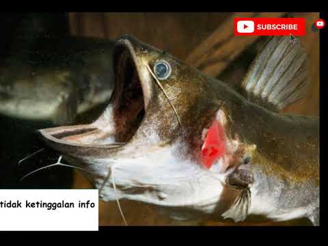 Video: Ikan Lele (Siluriformes)
