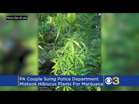 couple-sues-after-police-mistake-hibiscus-for-marijuana