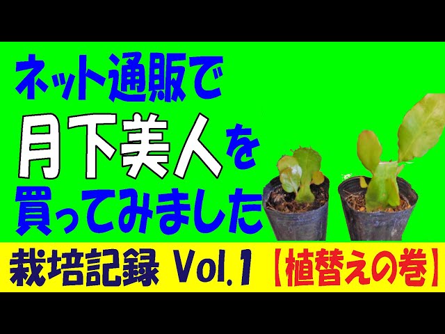 ネット通販で月下美人を買ってみました「栽培記録Vol.1【植替えの巻