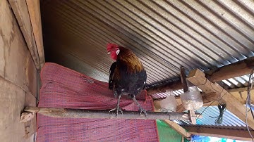 Hnub los nrog saib qaib cuab nawb = 2019